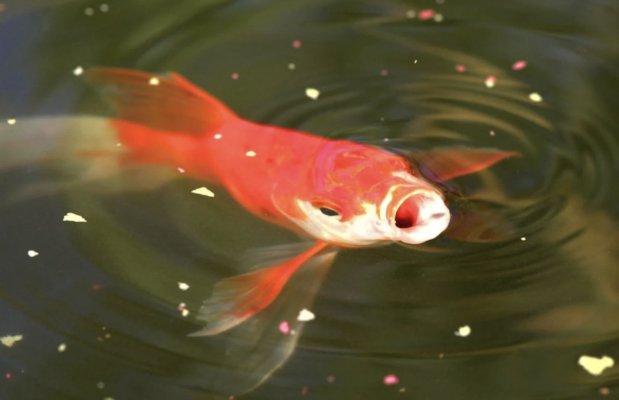 Böser Verdacht in Bitburg – Wurden zahlreiche Fische aus beliebter Teichanlage geangelt?